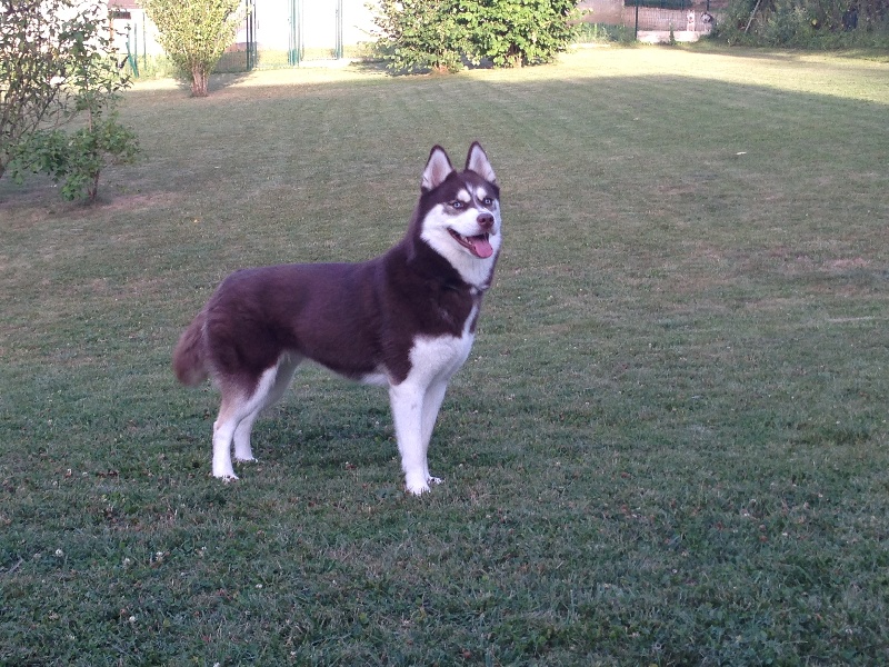 Magic Wolf Hanouk