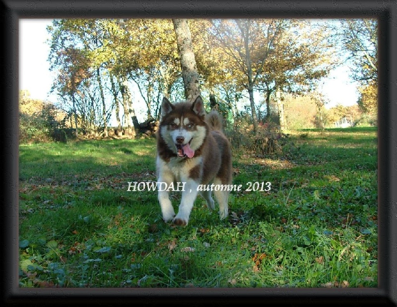 Magic Wolf Howdah
