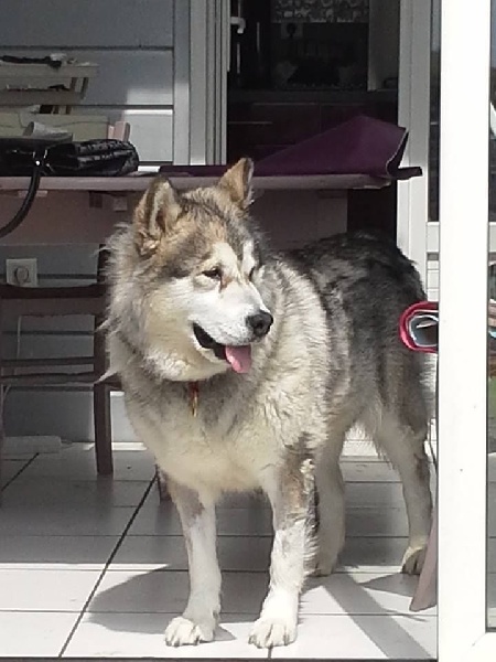 Magic Wolf Danka