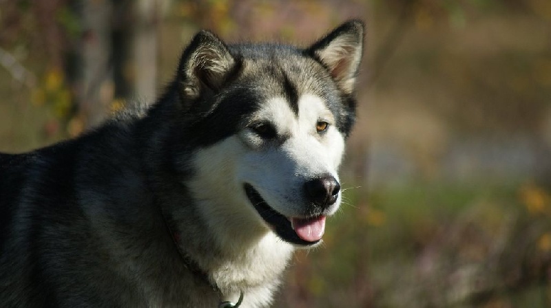 Magic Wolf Ilouki dite ilou