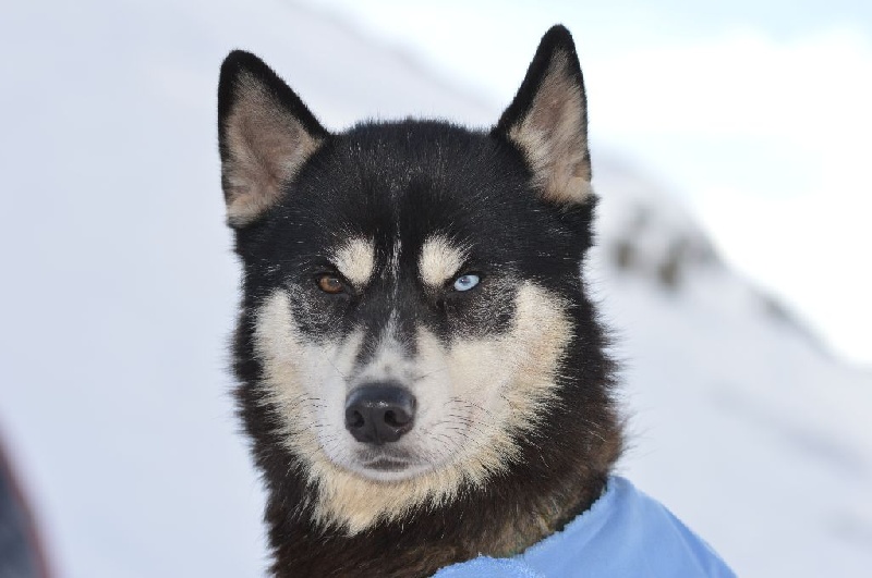 Magic Wolf Finnmark (dite chipie)