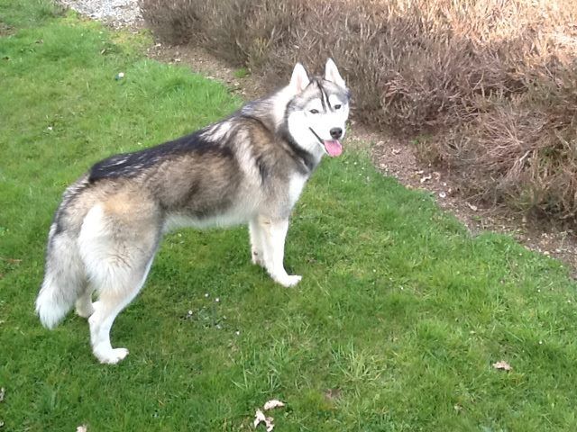 Magic Wolf Houral