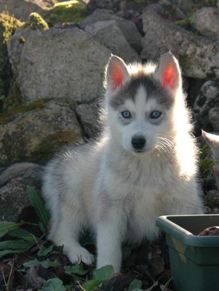 Magic Wolf Holly