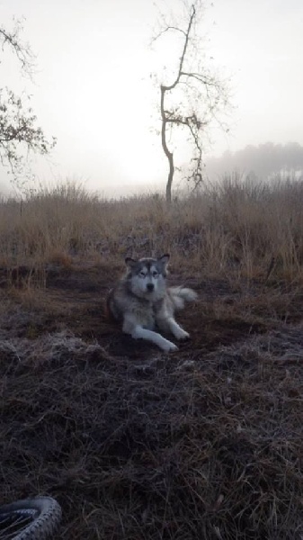 Magic Wolf Juullisiut (jaune)