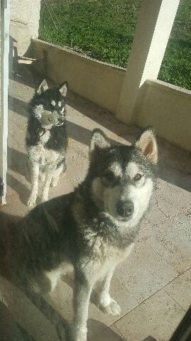 Magic Wolf Lou (mauve)