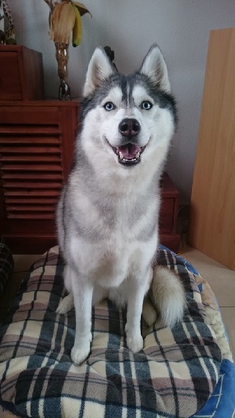 Magic Wolf Iloa