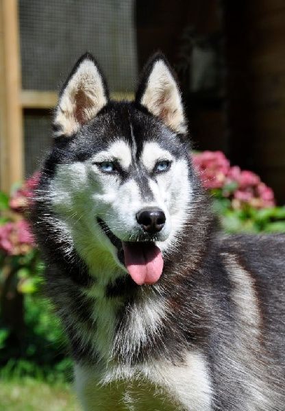 Magic Wolf Illinka