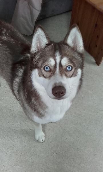 Magic Wolf Laska