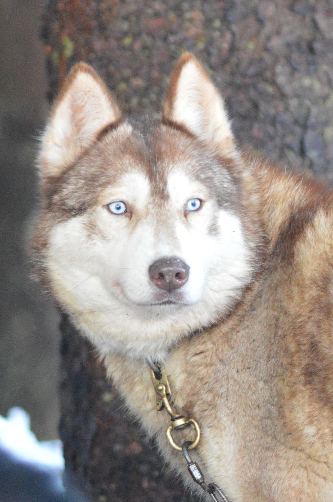 Magic Wolf J'suis trop jolie dit j'adore