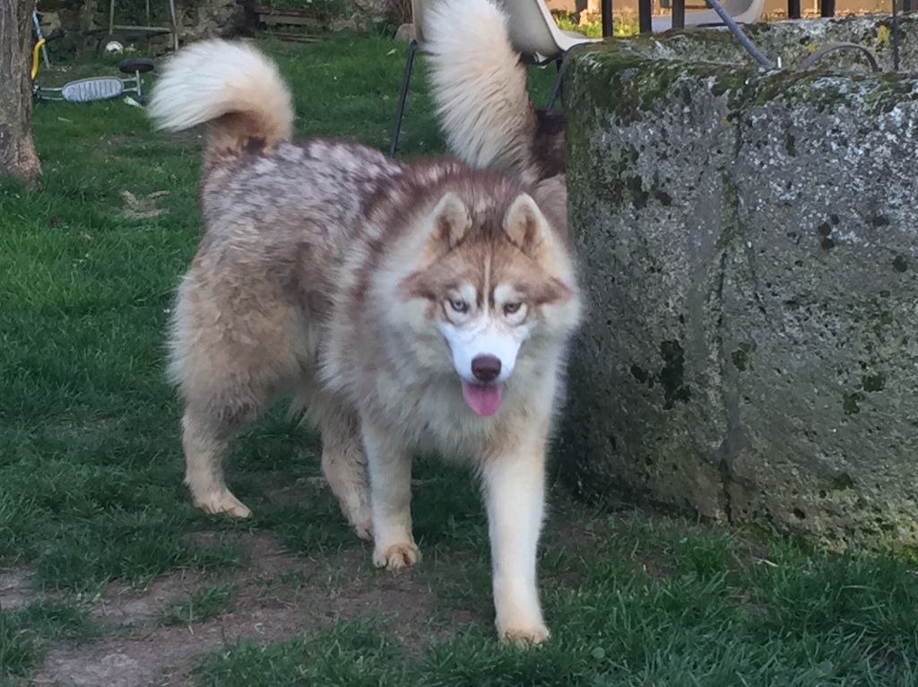 Magic Wolf Pépito