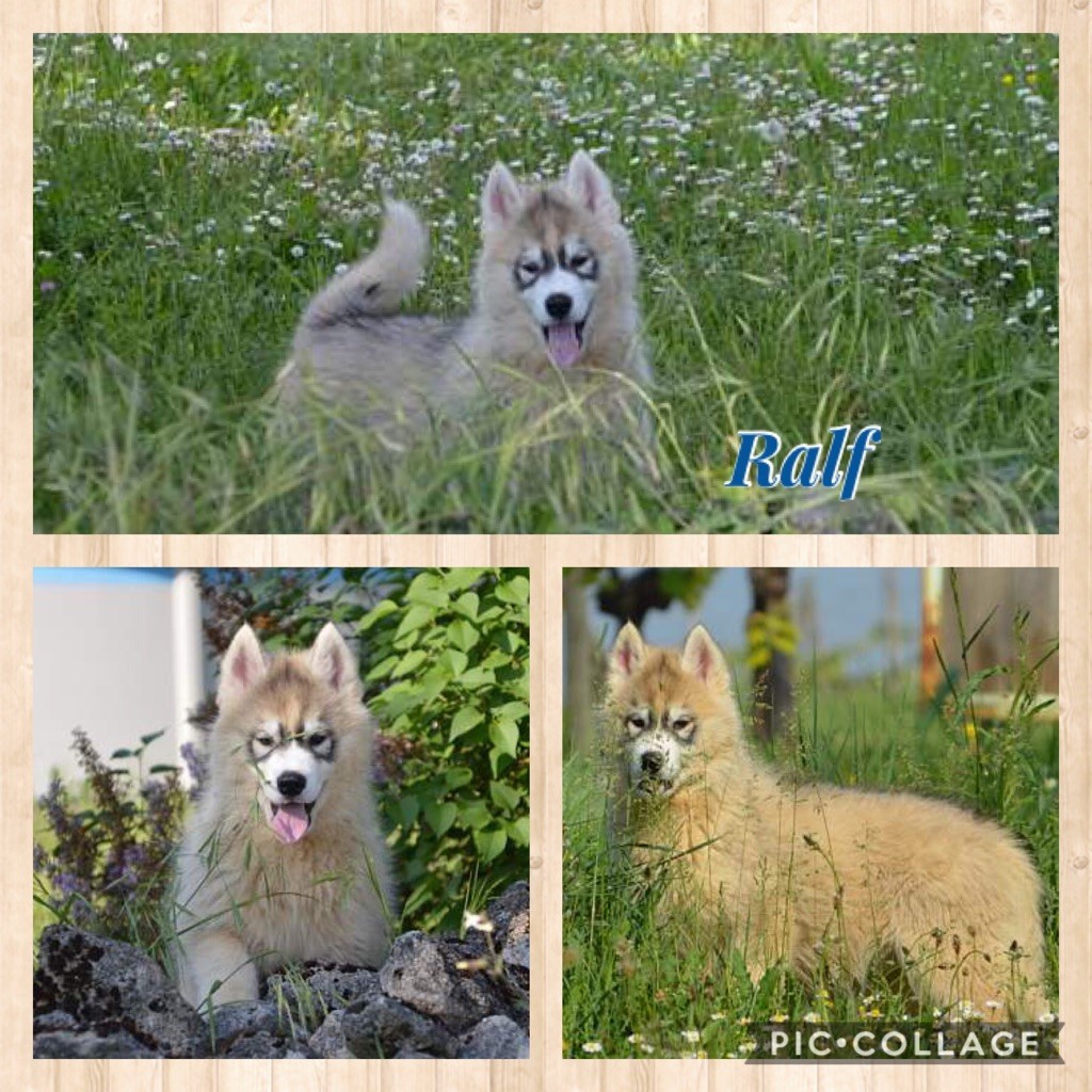 Magic Wolf - Ralf Chiot husky mâle LOF disponible des maintenant