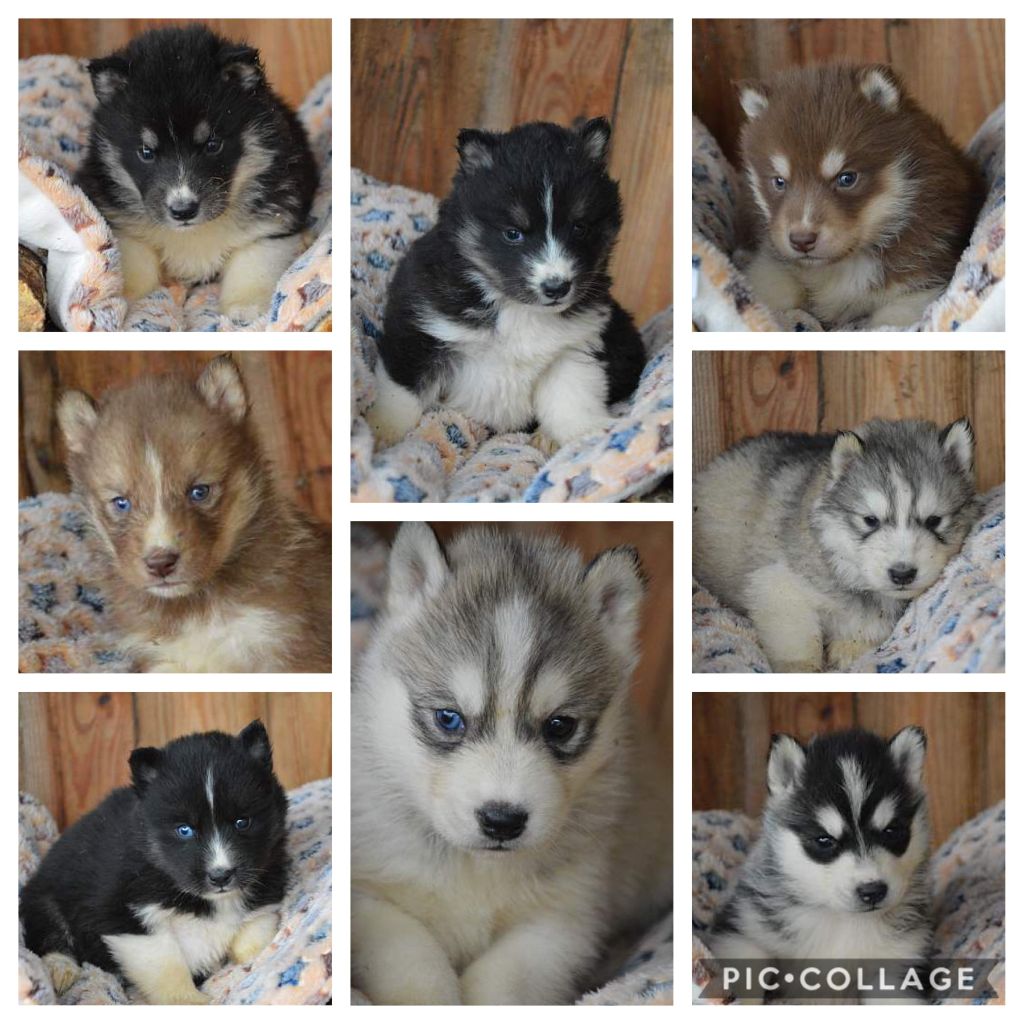 Chiot Siberian Husky Magic Wolf